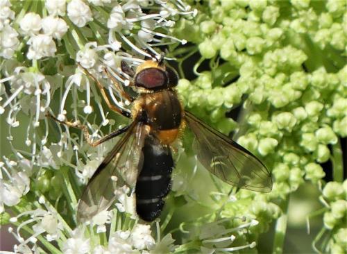 Réf. 237 179 : Leucozona glaucia